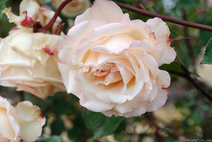 'Rubens (tea, Robert & Moreau, 1859)' rose photo