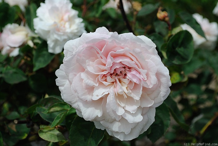 'Edith de Murat' rose photo