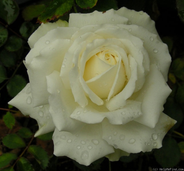 'Tiara (floribunda, Boerner, 1960)' rose photo