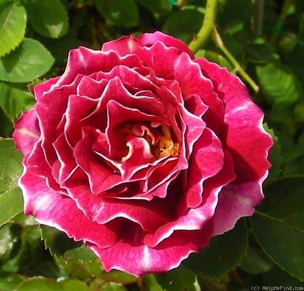 'Baron Girod de l'Ain' rose photo