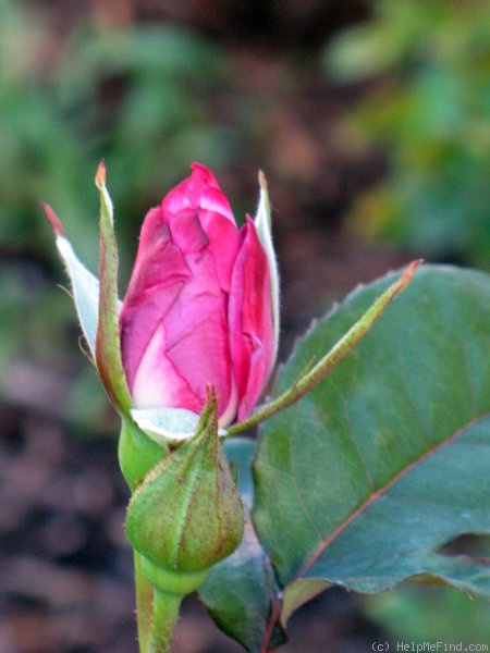 'Paradise ™ (hybrid tea, Weeks 1975)' rose photo