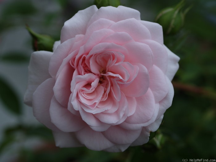 'Belle Coquette' rose photo