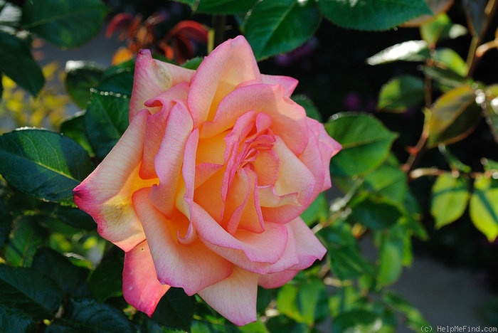 'Sheila's Perfume (Floribunda, Sheridan before 1979)' rose photo