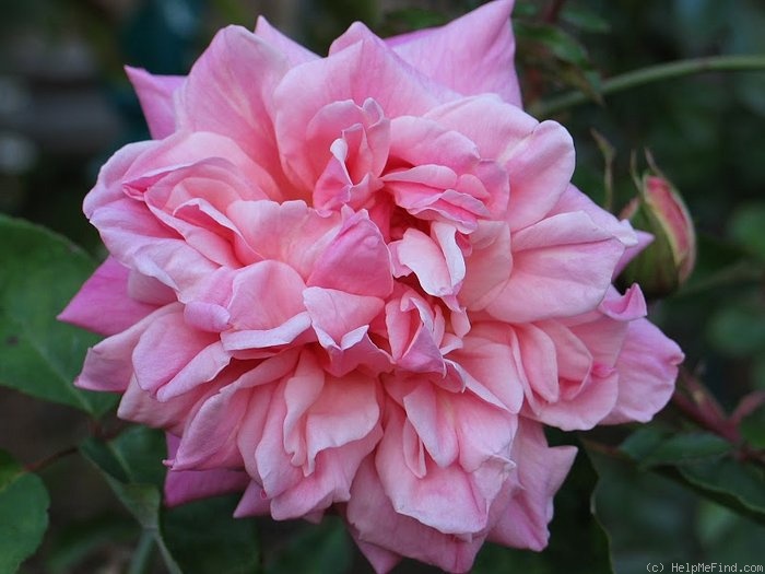 'Souvenir d'un Ami (tea, Bélot-Défougère, 1844)' rose photo