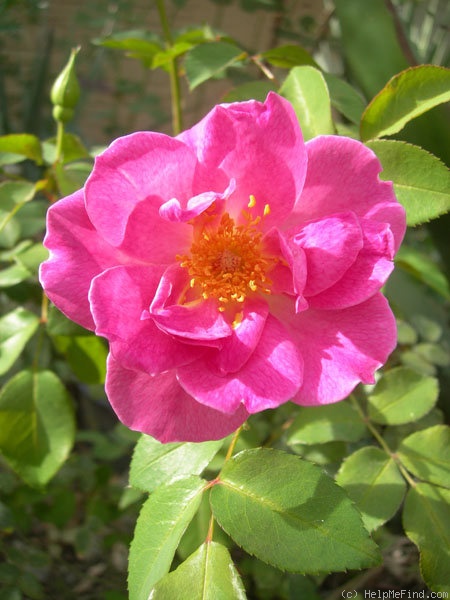 'ABDXCTSL' rose photo