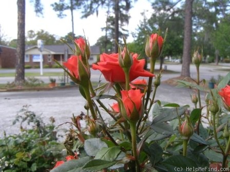 'Orange ™ Kordana ®' rose photo
