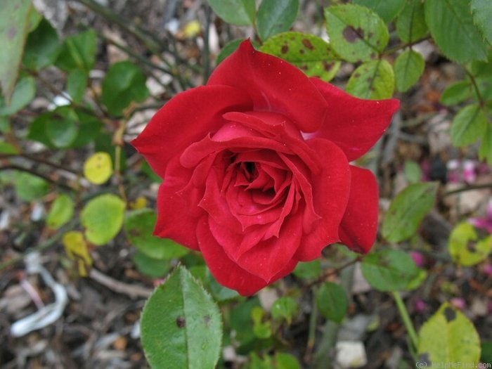 'Deep Velvet ™' rose photo