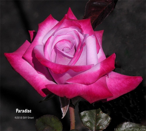 'Paradise ™ (hybrid tea, Weeks 1975)' rose photo