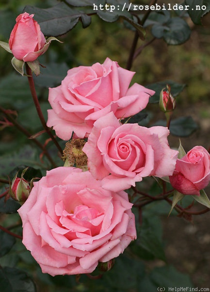 'Ramira ®' rose photo