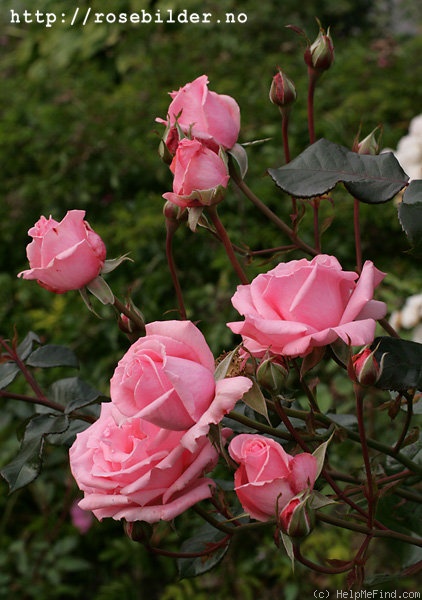'Ramira ®' rose photo