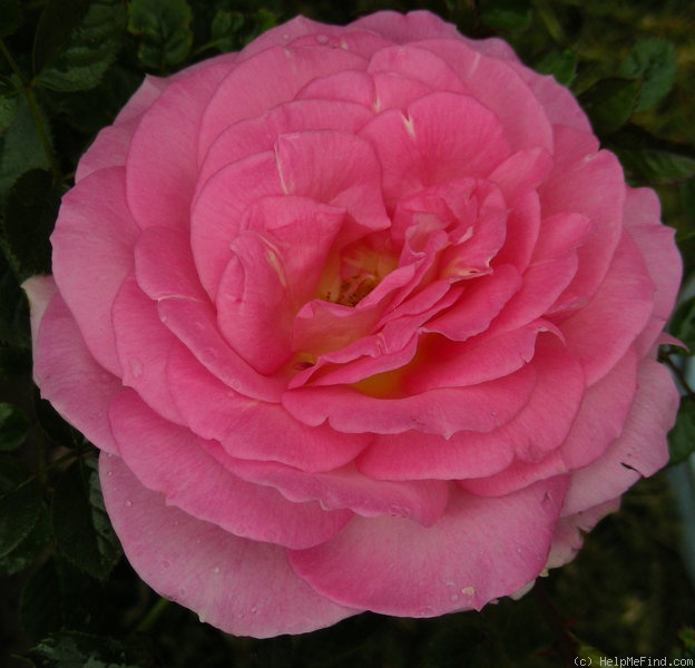 'Coachella' rose photo