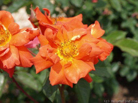 'Ambrosia (floribunda, Dickson, 1962)' rose photo