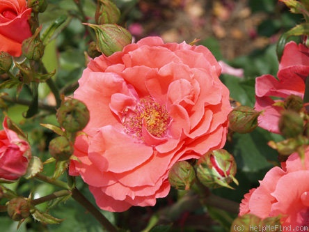 'Bambula ®' rose photo