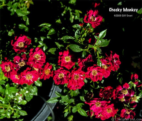 'Cheeky Monkey' rose photo