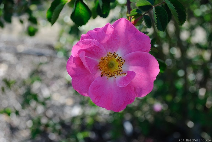 'Amy Robsart' rose photo