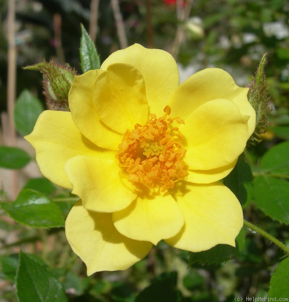 'Lemon Delight' rose photo