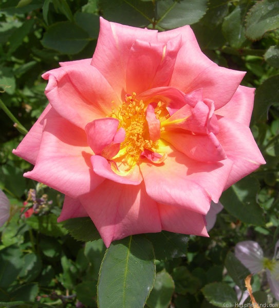 'Goldbasye' rose photo