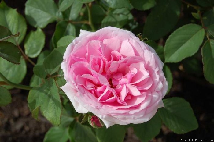 'Madame Doré' rose photo