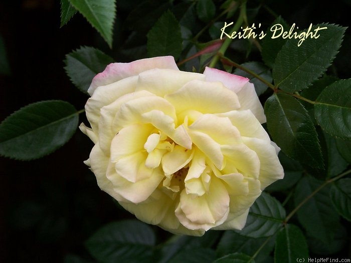 'Keith's Delight' rose photo