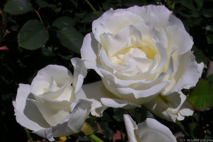 'White Masterpiece' rose photo