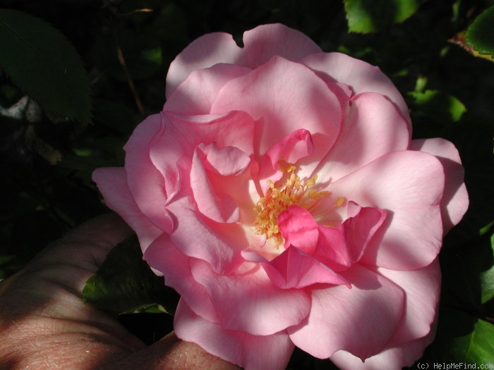 'Quinceanera' rose photo