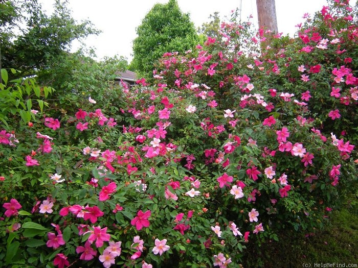 'Mutabilis (china, Unknown, before 1894)' rose photo