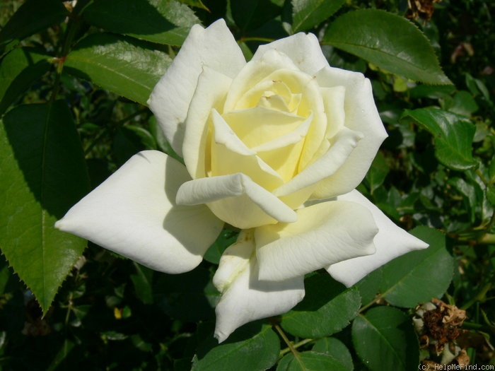 'Polarstern ®' rose photo
