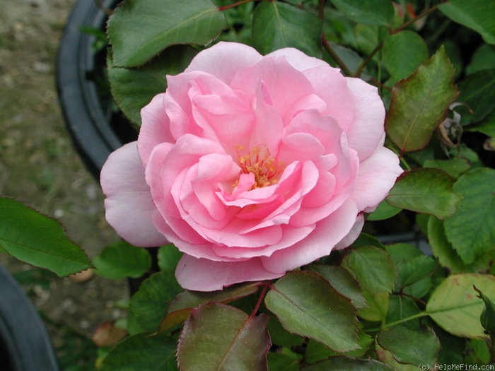 'The Quinceanera Rose' rose photo