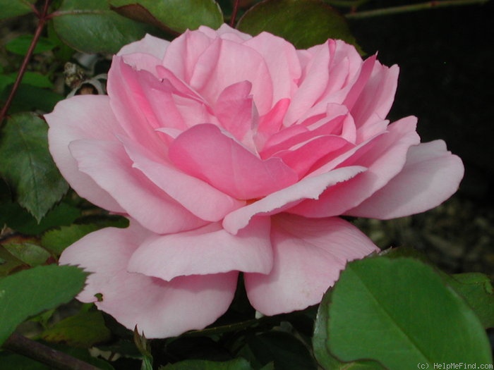 'The Quinceanera Rose' rose photo