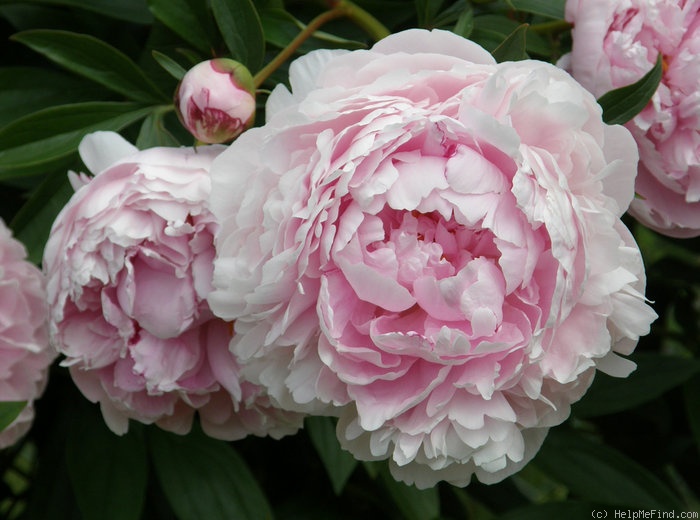 'Sarah Bernhardt (hybrid lactiflora, Lemoine, 1896)' peony photo