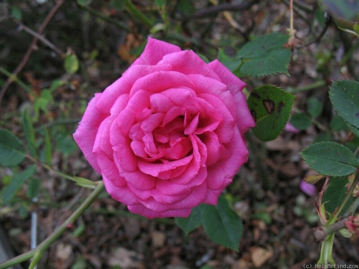 'Antique Rose ™ (miniature, Moore, 1980)' rose photo