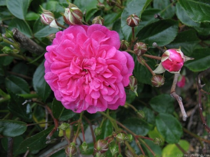 'Fairy Changeling' rose photo