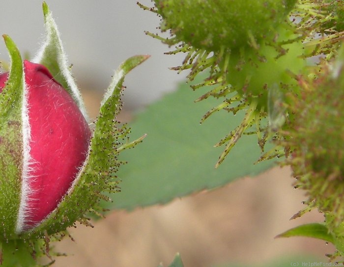 'Unconditional Love (miniature moss, Barden 2003)' rose photo