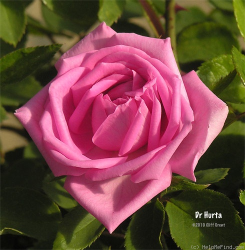 'Dr. Hurta' rose photo