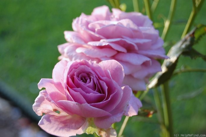 'Enchanted Evening ™' rose photo
