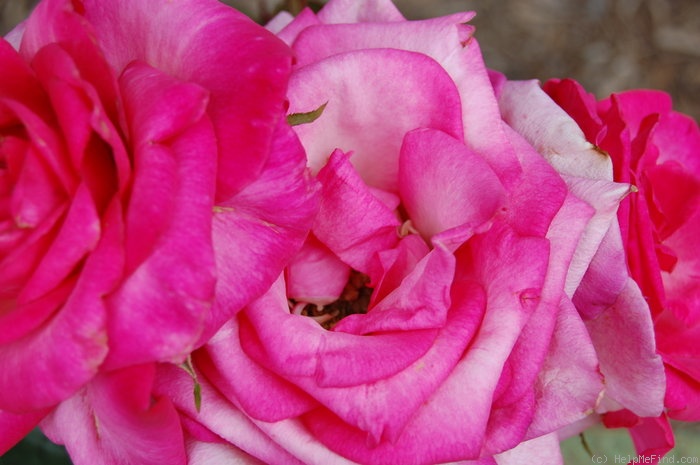 'Signature ®' rose photo