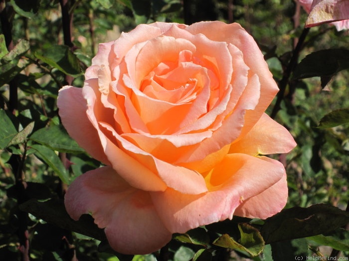 'Antigua (hybrid tea, Warriner, 1974)' rose photo