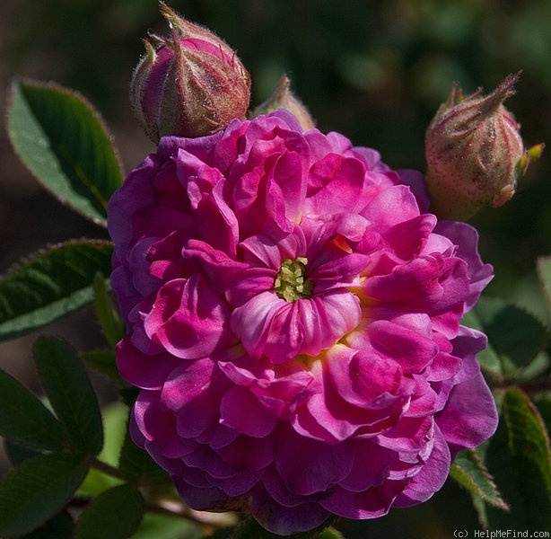 'R. parvifolia' rose photo