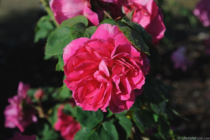 'Desgaches (bourbon, Desgaches, 1840)' rose photo