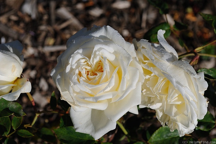 'Edith Krause' rose photo