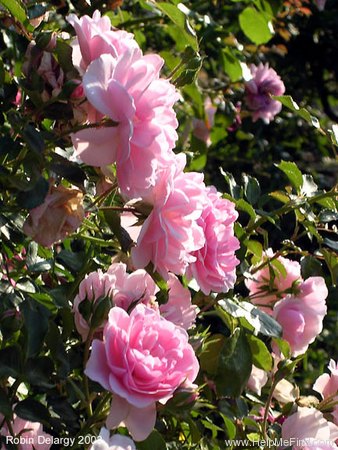 'Bonica ® (shrub, Meilland, 1975)' rose photo