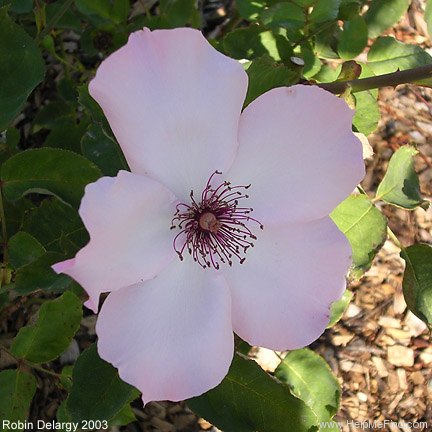 'Dainty Bess' rose photo