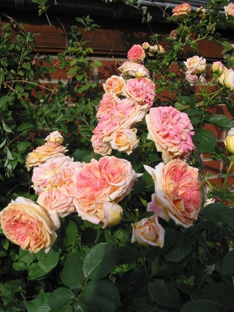 'André Servais's Rose Garden'  photo