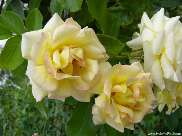 'Clos Fleuri Jaune ®' rose photo