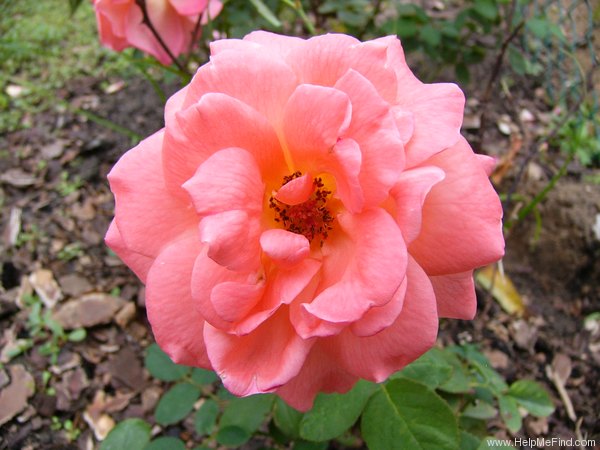 'Elizabeth of Glamis ®' rose photo