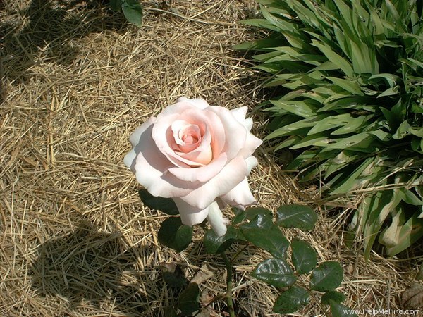 'Gerda Hnatyshyn' rose photo