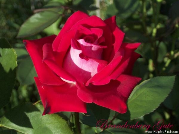 'Brandenburg Gate ™' rose photo
