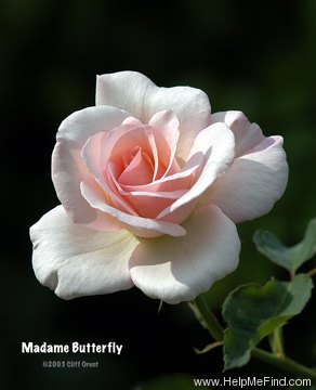 'Madame Butterfly' rose photo