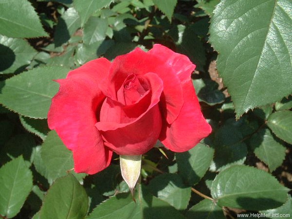'Chiyo' rose photo
