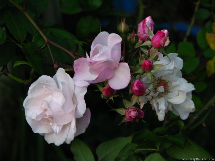 'Venusta Pendula' rose photo